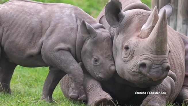 Hallo, Mama? Nashorn-Baby bettelt um Aufmerksamkeit