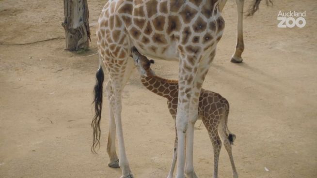 Das Licht der Welt: Giraffenbaby erstmals im Freien