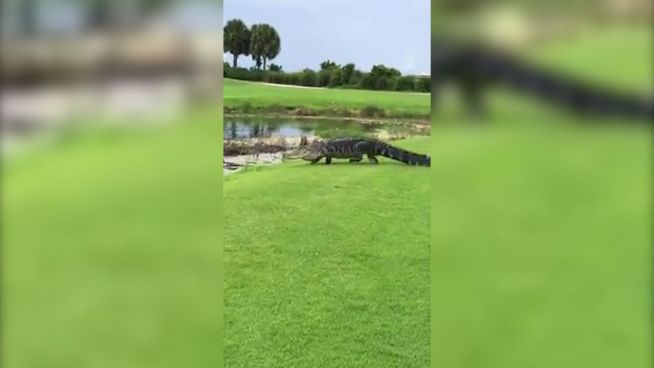 Alligator mit Platzreife: Krokodil am Wasserhindernis