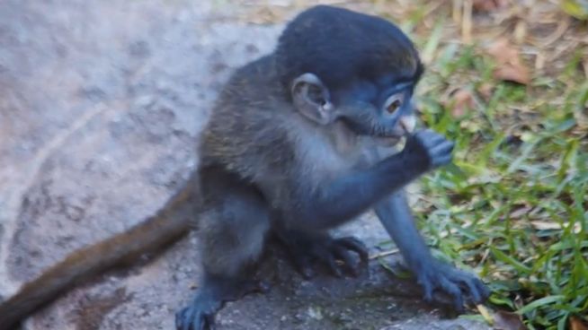 Erste Erkundungstour: Meerkatzenbaby mit Mama unterwegs