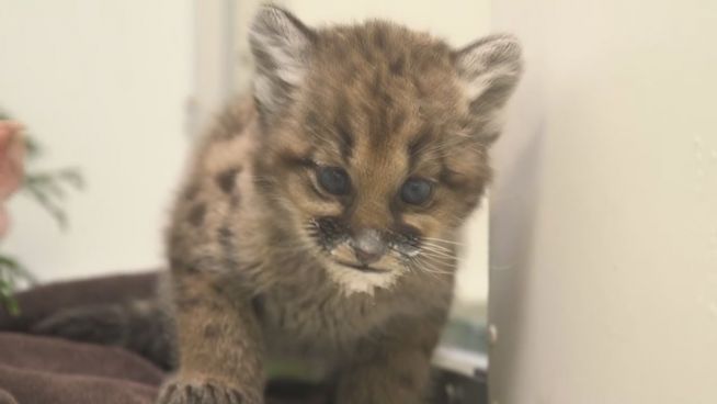 Wild und verspielt: Puma-Waise vor Erdrutsch gerettet