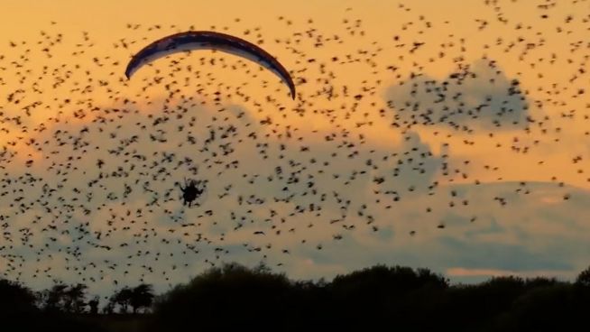 Starenflug: Paraglider macht unglaubliches Erlebnis