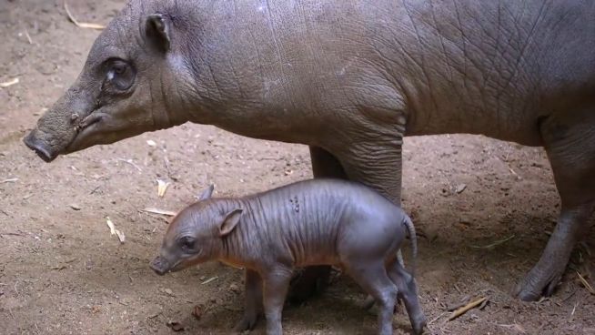 Kleiner Eber-Spaß: Ferkel tobt wild mit Mama