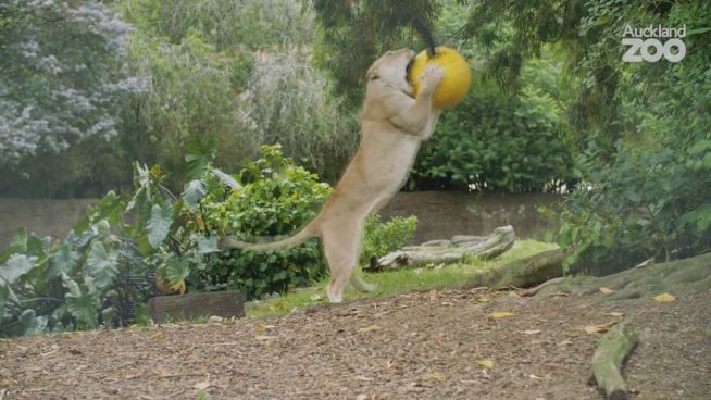 Fang das Bällchen: Löwen sind auch nur Katzen