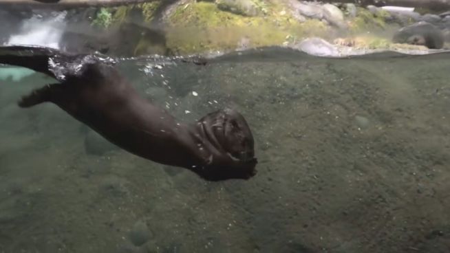 Mama, lass mich! Otterbabys werden erzogen