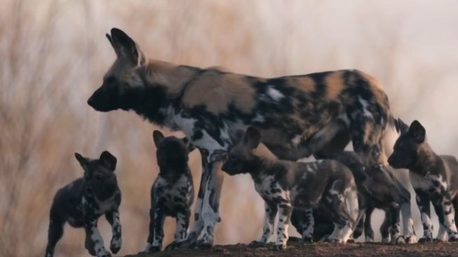 Schritt für Schritt: Tapsige Wildhunde in England