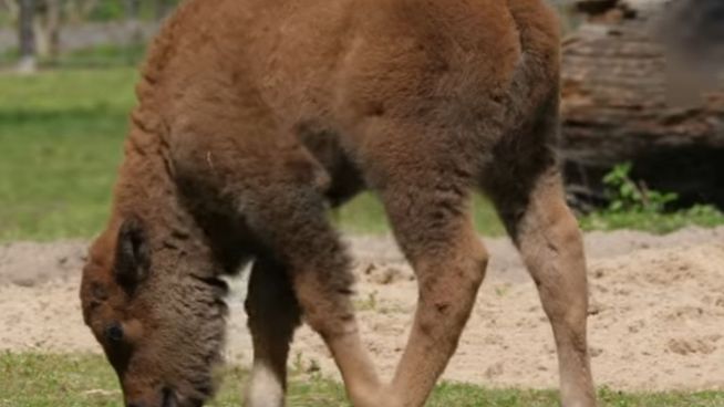 Zuckersüß: Bison-Babys auf Erkundungstour