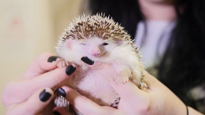 Wellness für die Stacheln: Igel-Hotel in Russland