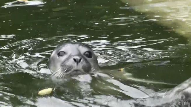 Knuddelalarm: Seehundbaby verzückt Osnabrück