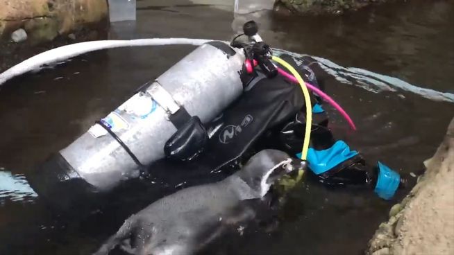 Pingu hat Besuch: Was macht der Taucher in meinem Becken?