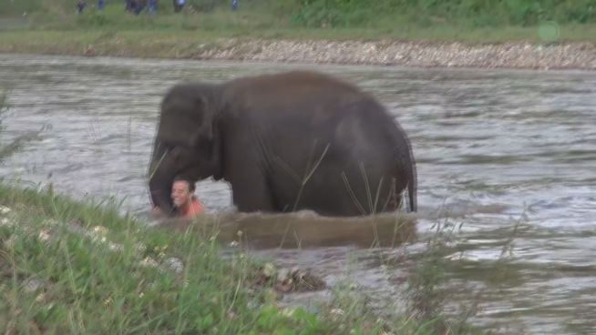 Betreuer ertrinkt? Elefant will helfen