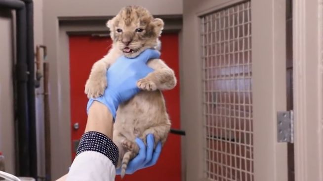 Flauschiger Nachwuchs: Löwenbabys in Iowa